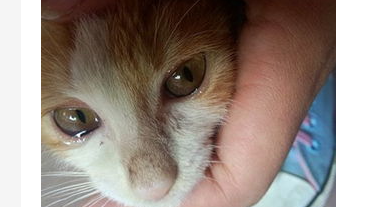猫咪流眼泪怎么办?猫咪一个眼睛流眼泪怎么办? 猫咪流眼泪怎么办?猫咪一个眼睛流眼泪怎么办?