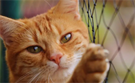 猫结石堵住尿道怎么办?看这~