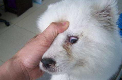 犬瘟热潜伏期症状是什么?来了解下吧 犬瘟热潜伏期症状是什么?来了解下吧
