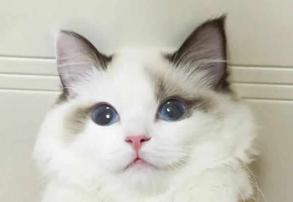 布偶猫取什么名字？布偶猫取这个名字又乖又亲人
