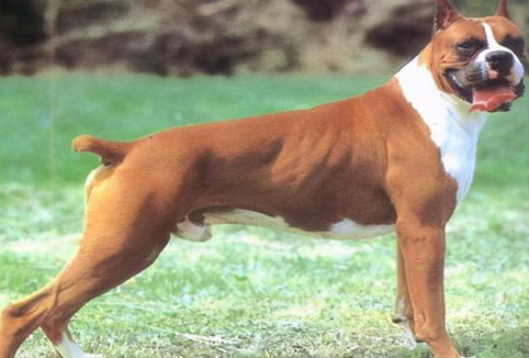 禁养犬已经养了怎么办？如何合法养禁养犬？