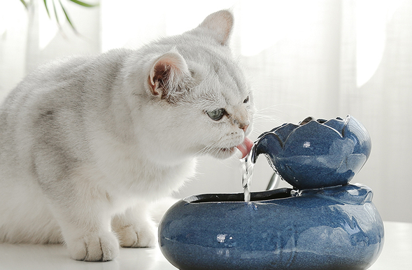 猫拉屎太臭了怎么办?猫拉屎太臭了怎么办小妙招？