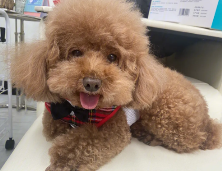 泰迪犬智商怎么样