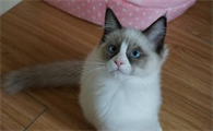 布偶猫用什么猫砂和猫砂盆？选择起来竟然这么麻烦