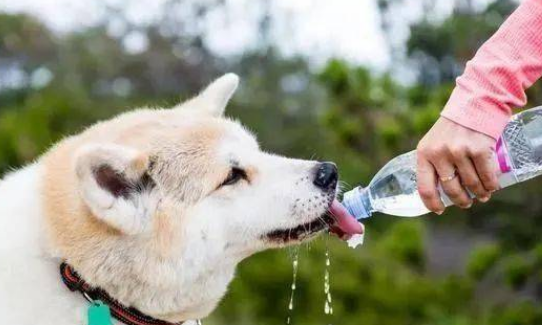 狗狗不喝水怎么办？