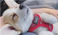 狗狗喜欢爬怀里睡觉的原因