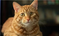 猫老打喷嚏怎么办？