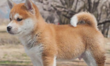 柴犬不喜欢什么 这个东西柴犬最讨厌
