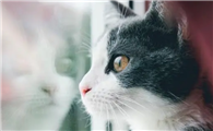 猫咪为什么喜欢窗外看