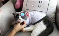 supreme宠物衣服怎么样