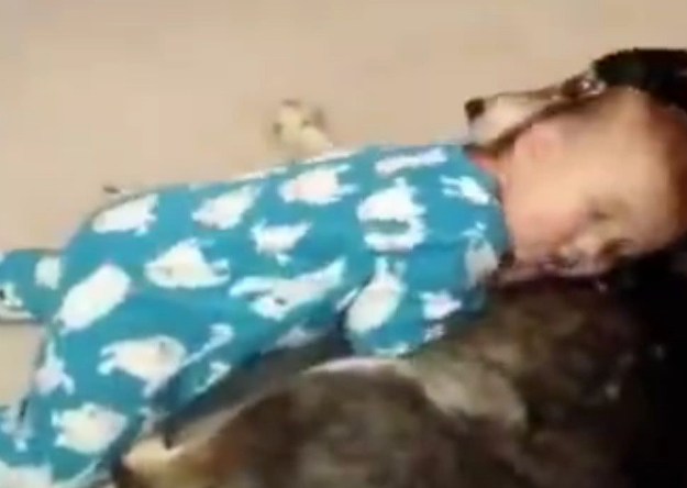 小宝宝犯困把哈士奇给推倒了,结果二哈的反应特别暖心 小宝宝犯困把哈士奇给推倒了,结果二哈的反应特别暖心