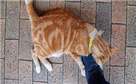 猫咪总是突然冲出来扑人的脚怎么回事