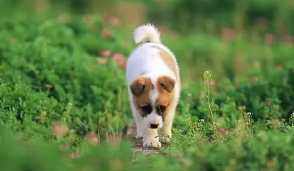 狗狗乳头褪色是什么原因?看这! 狗狗乳头褪色是什么原因?看这!