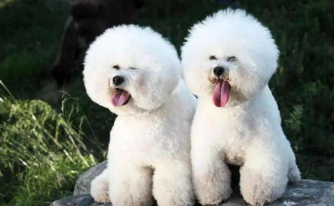 比熊犬没精神眼睛流脓是发炎了吗？