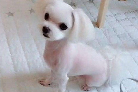 自己动手给狗狗剪毛的正确方法是什么？来get下吧