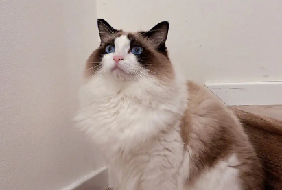 布偶猫舔自己的爪子,布偶猫舔自己爪子原来原因是这样! 布偶猫舔自己的爪子,布偶猫舔自己爪子原来原因是这样!