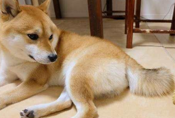 小豆柴犬好养吗？小豆柴犬的饲养方法没想到这么简单！