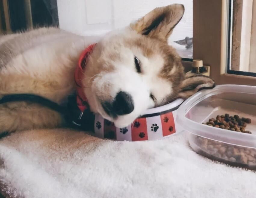 狗狗易患的四种胃病全分析