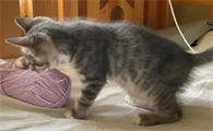 刚带回家的猫咪怎么养好呢
