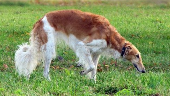 苏俄猎狼犬饲养怎么办？幼年时期的营养是最为重要