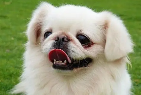 宠物课堂:京巴犬的FCI标准? 宠物课堂:京巴犬的FCI标准?