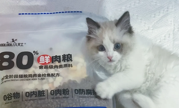 毛孩子肠胃の守护者——麻麻小灶猫粮 毛孩子肠胃の守护者——麻麻小灶猫粮