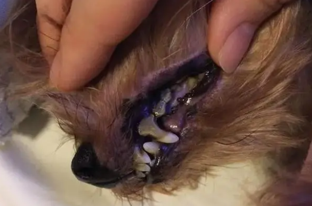 如何解决狗狗牙结石和口臭问题？来看看吧