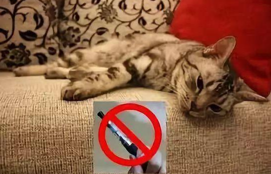 电子烟对宠物有危害吗?啃食电子烟或烟瓶,可能导致猫狗死亡 电子烟对宠物有危害吗?啃食电子烟或烟瓶,可能导致猫狗死亡