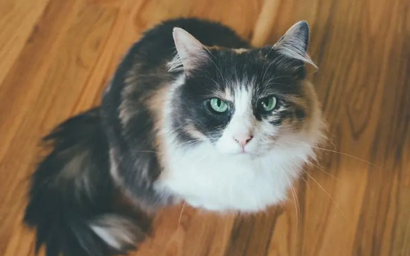 换猫粮拉软便会自行好转吗