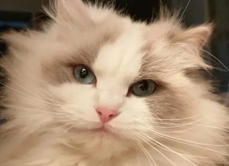 布偶猫几个月换牙？布偶猫换牙要注意这些事项！