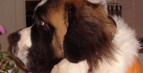圣伯纳犬的饲养,生长速度快对营养需求较高 圣伯纳犬的饲养,生长速度快对营养需求较高