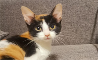 小猫刚到家一直叫要不要理它呢