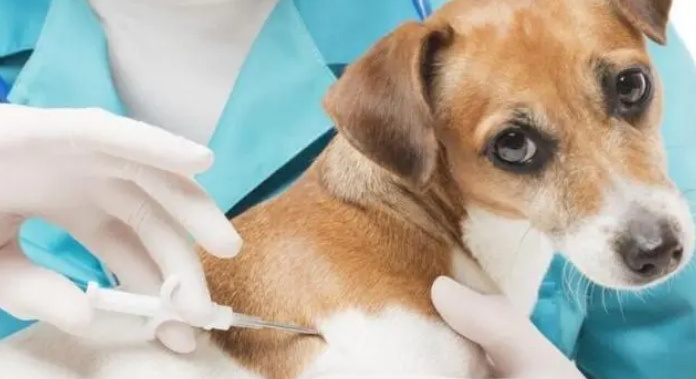 狗狗打疫苗的种类和接种时间？