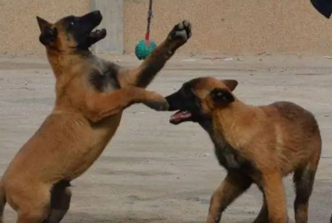 马犬会不会咬人啊 马犬会不会咬人啊