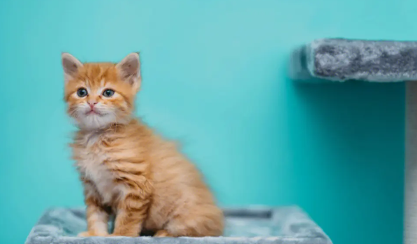 猫生产前有什么征兆？