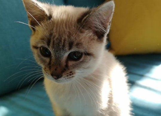 猫粘人怎么办? 猫粘人怎么办?