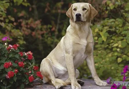 拉布拉多犬的资料大全 拉布拉多犬的资料大全