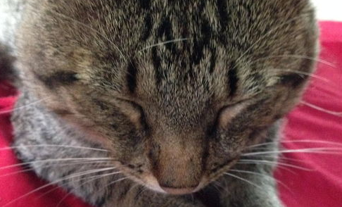 猫咪吐血水怎么办?猫咪吐血水怎么治疗? 猫咪吐血水怎么办?猫咪吐血水怎么治疗?