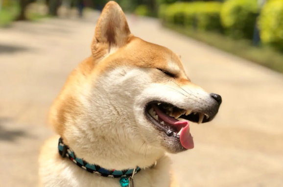 柴犬鼻子干，柴犬鼻子干原来是这么回事？