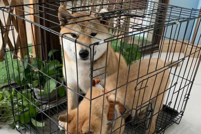 柴犬耳朵大小标准?柴犬的耳朵有哪些特点? 柴犬耳朵大小标准?柴犬的耳朵有哪些特点?