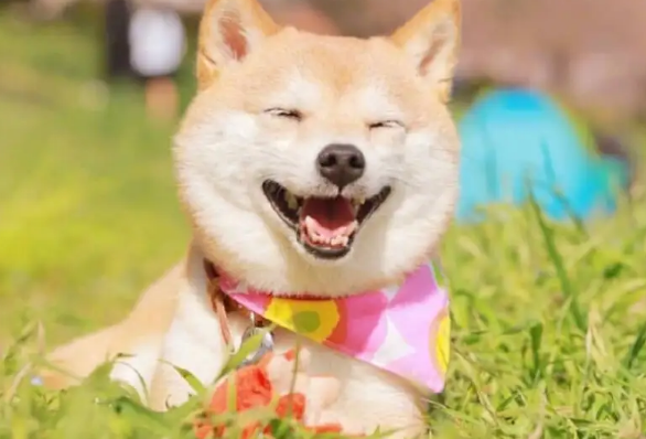 柴犬可以吃鸡肝吗?柴犬吃鸡肝没想到坏处这么多! 柴犬可以吃鸡肝吗?柴犬吃鸡肝没想到坏处这么多!