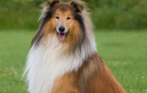 苏格兰牧羊犬皮肤过敏怎么办？