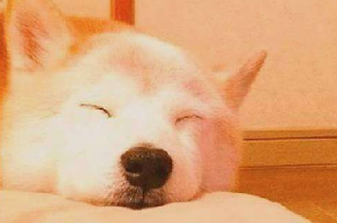 柴犬乱吃东西怎么办？这两个方法最有效！