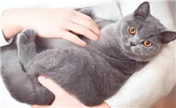 为什么绝育的猫咪粘人