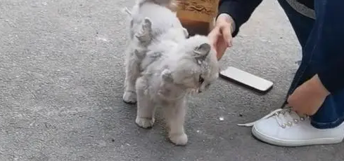 一只患病流浪猫,当它遇到对的人,也可以实现猫生逆袭 一只患病流浪猫,当它遇到对的人,也可以实现猫生逆袭