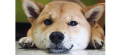 柴犬多大成年，成年柴犬如何喂养？