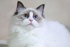 布偶猫不喜欢晒太阳，猫咪晒太阳有什么好处？