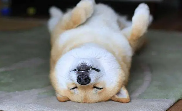 柴犬几个月成年？柴犬的年龄怎么换算的？