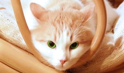 母猫看不见人就叫怎么办？宠主看过来
