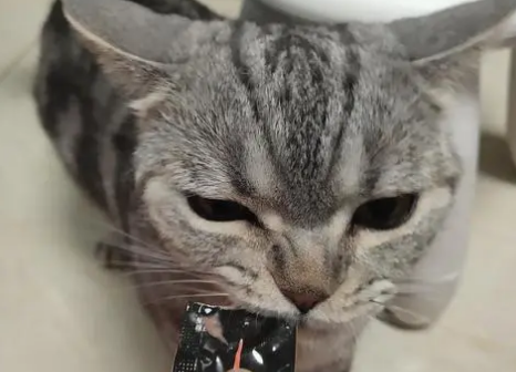 猫太郎猫条保质期怎么看 猫太郎猫条保质期怎么看